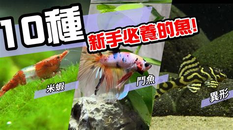 小型招財魚|新手必看：5種易養魚種